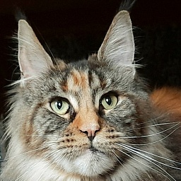 Gatto Fantastico  Arizona