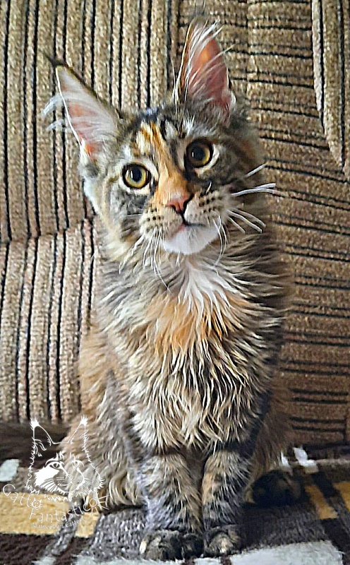 Gatto Fantastico  Arizona - Кошеня мейн-кун 4 місяця 3 тижні
