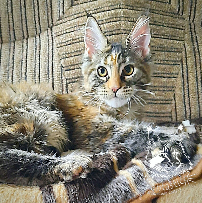 Gatto Fantastico  Arizona - Кошеня мейн-кун 4 місяця 3 тижні