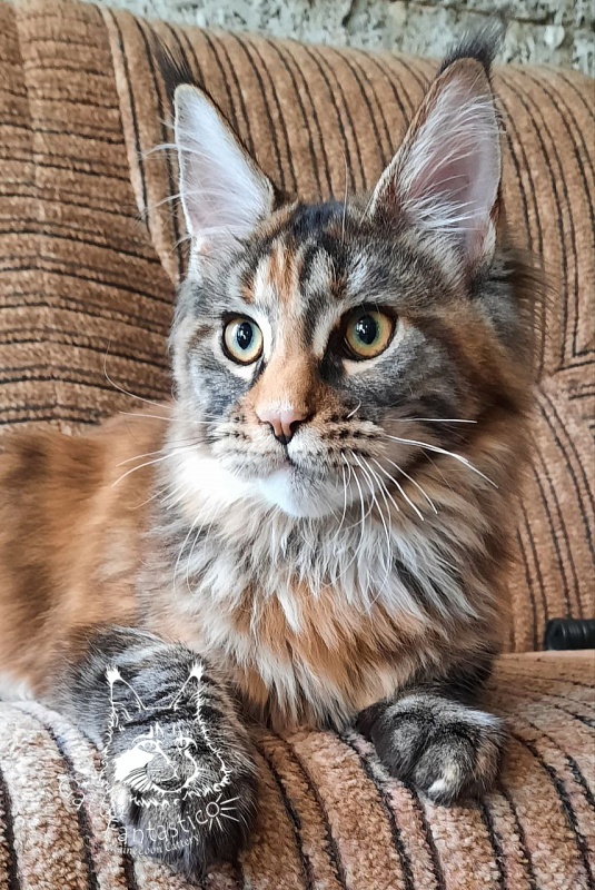 Gatto Fantastico  Arizona - Кошеня мейн-кун 5 місяців 2 тижні