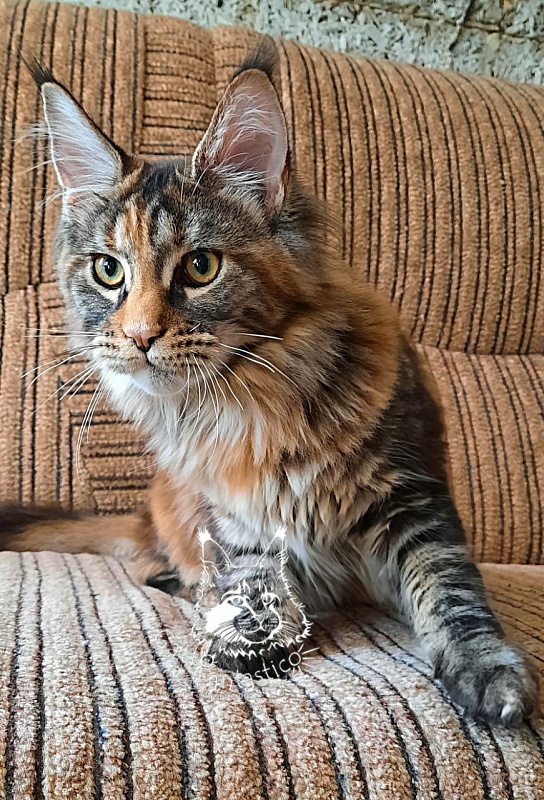 Gatto Fantastico  Arizona - Кошеня мейн-кун 5 місяців 2 тижні