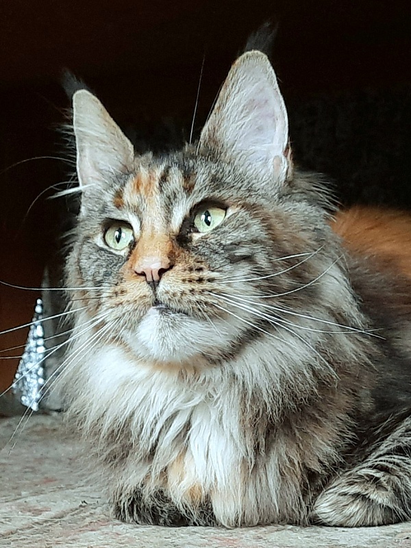 Gatto Fantastico  Arizona - Дорослий мейн-кун 1 рік 7 місяців
