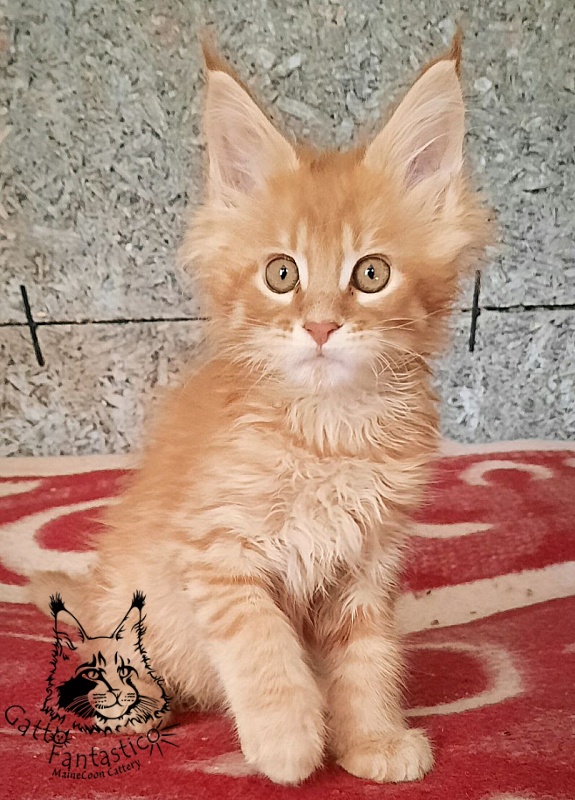 Gatto Fantastico Borys Johnson - Kitten maine-coon 2.5 months