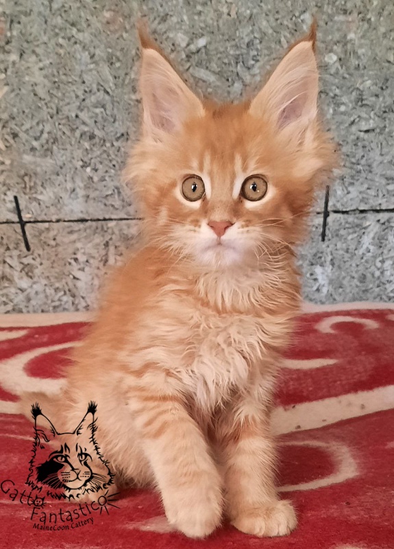 Gatto Fantastico Borys Johnson - Kitten maine-coon 2.5 months