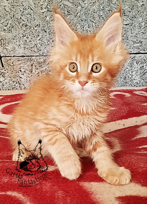 Gatto Fantastico Borys Johnson - Kitten maine-coon 2.5 months