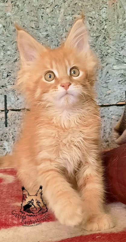 Gatto Fantastico Borys Johnson - Kitten maine-coon 2.5 months