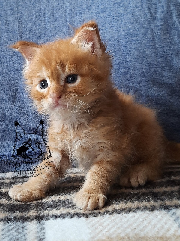 Gatto Fantastico Borys Johnson - Kitten maine-coon 3.5 weeks