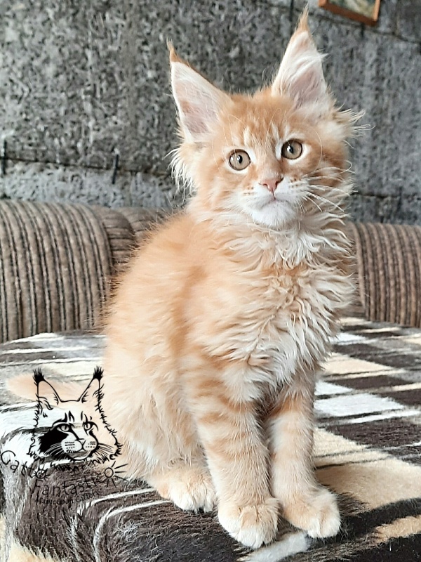 Gatto Fantastico Borys Johnson - Kitten maine-coon 3 months