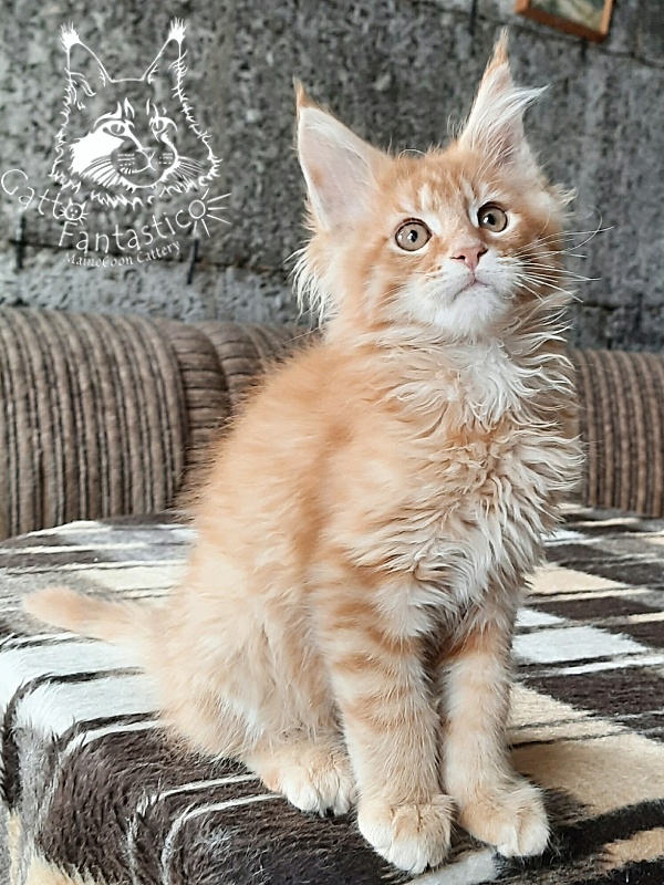 Gatto Fantastico Borys Johnson - Kitten maine-coon 3 months