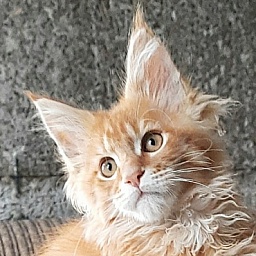 Gatto Fantastico Borys Johnson