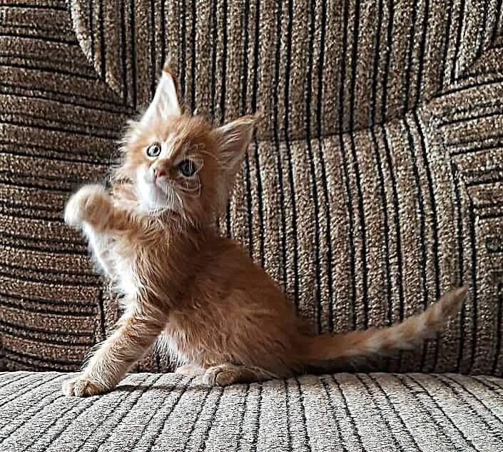 Gatto Fantastico Borys Johnson - Kitten maine-coon 1 month 2.5 weeks