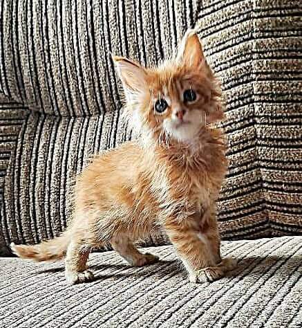 Gatto Fantastico Borys Johnson - Kitten maine-coon 1 month 2.5 weeks