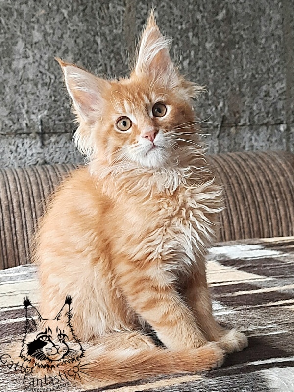 Gatto Fantastico Borys Johnson - Kitten maine-coon 3 months