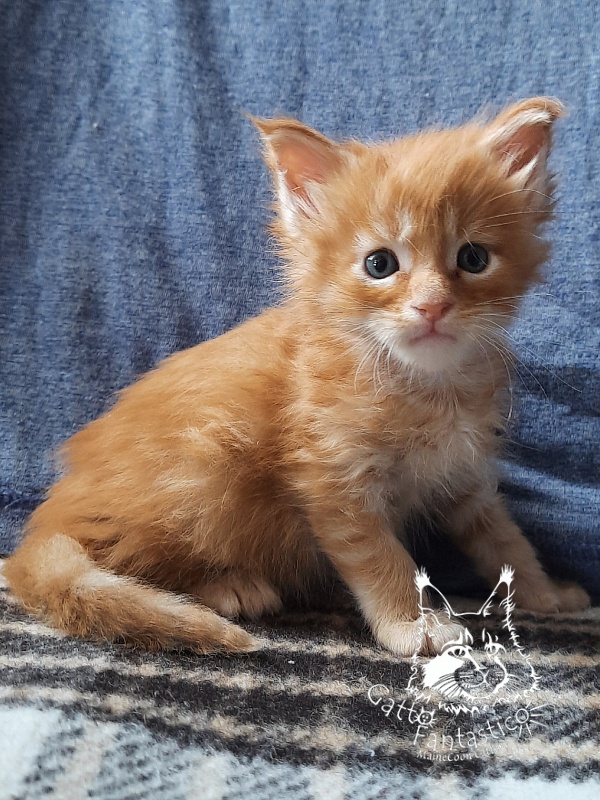 Gatto Fantastico Barwinok - Кошеня мейн-кун 3,5 тижні