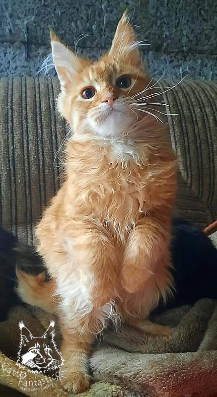 Gatto Fantastico Barwinok - Кошеня мейн-кун 4 місяця 2 тижні