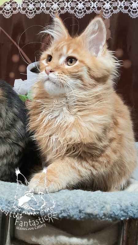 Gatto Fantastico Barwinok - Кошеня мейн-кун 4 місяця 2,5 тижні