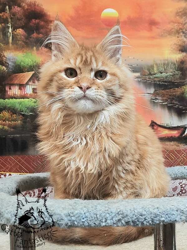 Gatto Fantastico Barwinok - Кошеня мейн-кун 5 місяців 1 тиждень