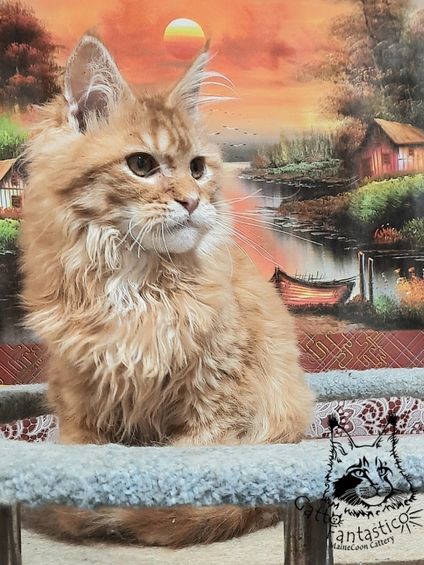 Gatto Fantastico Barwinok - Кошеня мейн-кун 5 місяців 1 тиждень