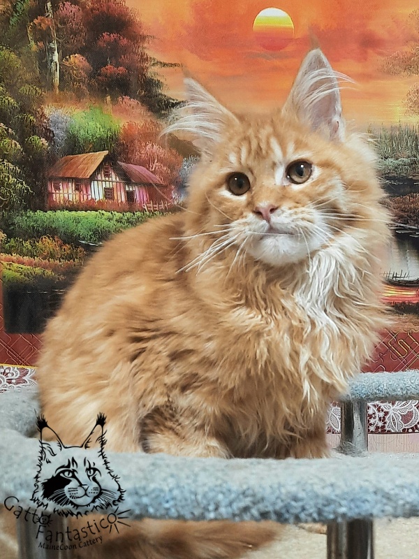 Gatto Fantastico Barwinok - Кошеня мейн-кун 5 місяців 1 тиждень