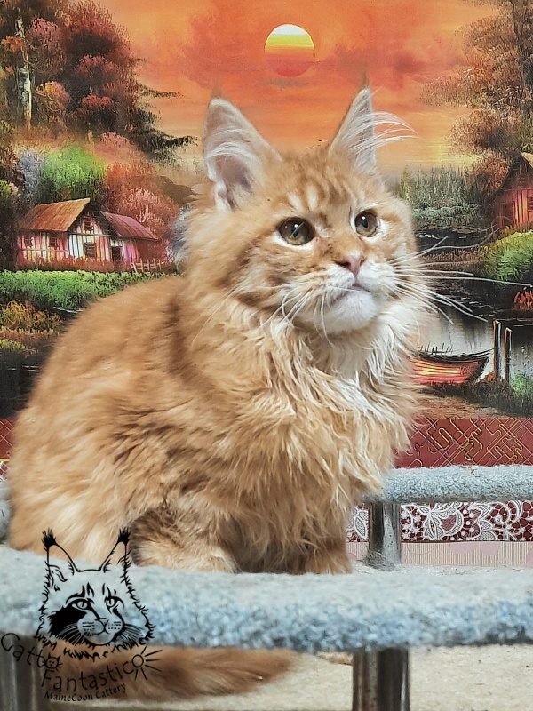 Gatto Fantastico Barwinok - Кошеня мейн-кун 5 місяців 1 тиждень