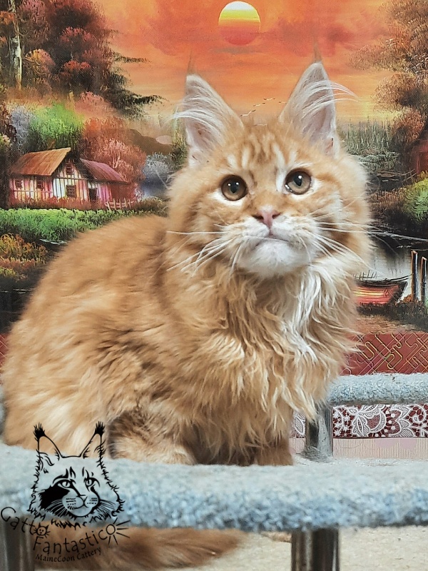 Gatto Fantastico Barwinok - Кошеня мейн-кун 5 місяців 1 тиждень