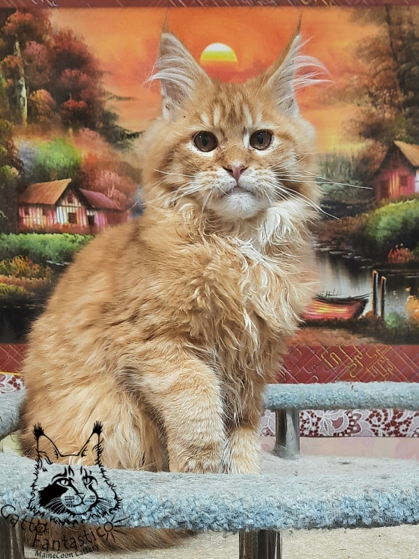 Gatto Fantastico Barwinok - Кошеня мейн-кун 5 місяців 1 тиждень