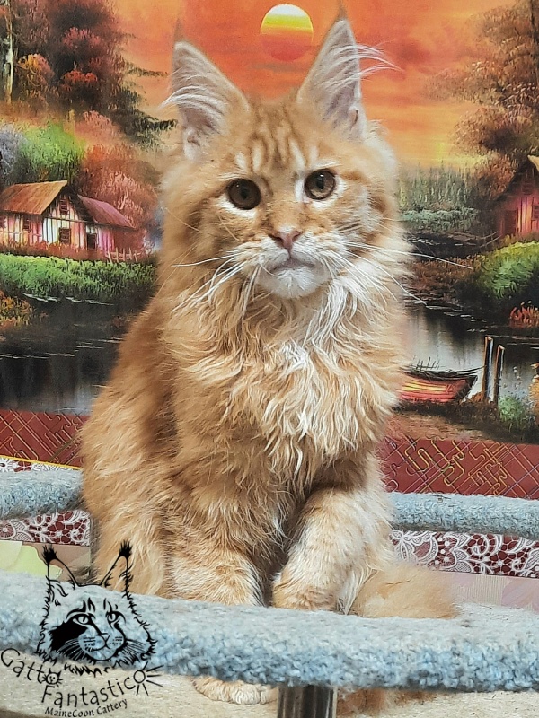 Gatto Fantastico Barwinok - Кошеня мейн-кун 5 місяців 1 тиждень