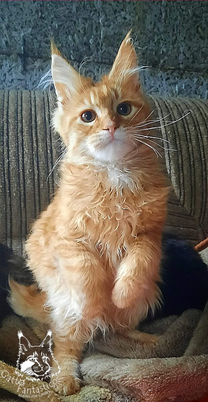 Gatto Fantastico Barwinok - Кошеня мейн-кун 4 місяця 2 тижні