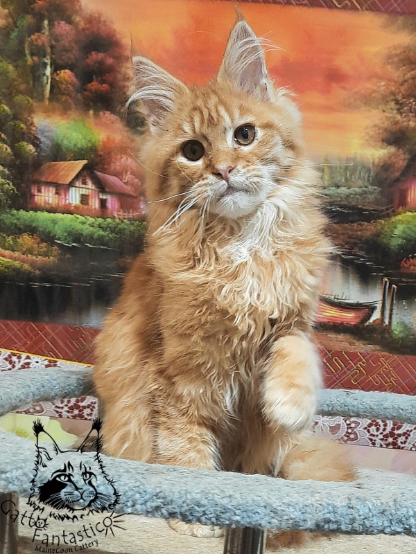 Gatto Fantastico Barwinok - Кошеня мейн-кун 5 місяців 1 тиждень