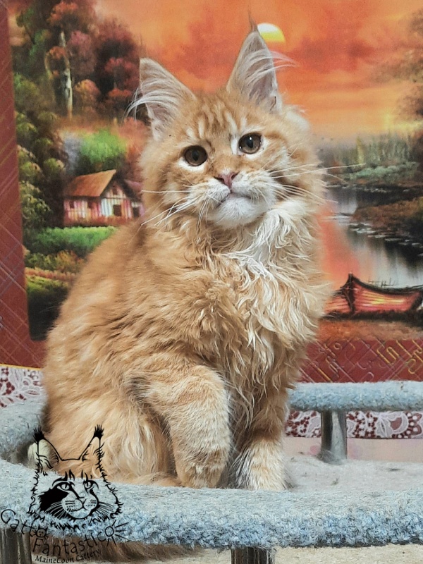 Gatto Fantastico Barwinok - Кошеня мейн-кун 5 місяців 1 тиждень