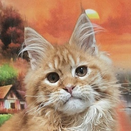 Gatto Fantastico Barwinok