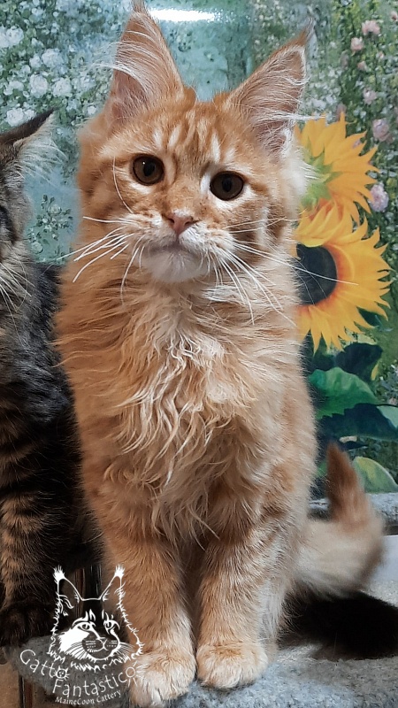 Gatto Fantastico Barwinok - Кошеня мейн-кун 4 місяця 2,5 тижні
