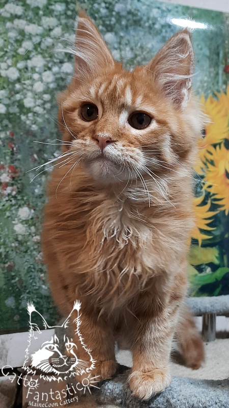 Gatto Fantastico Barwinok - Кошеня мейн-кун 4 місяця 2,5 тижні