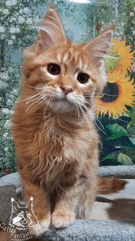 Gatto Fantastico Barwinok - Кошеня мейн-кун 4 місяця 2,5 тижні