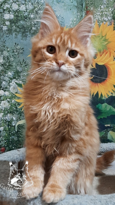 Gatto Fantastico Barwinok - Кошеня мейн-кун 4 місяця 2,5 тижні