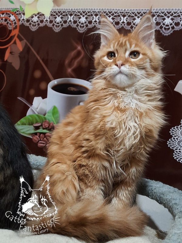 Gatto Fantastico Barwinok - Кошеня мейн-кун 4 місяця 2,5 тижні