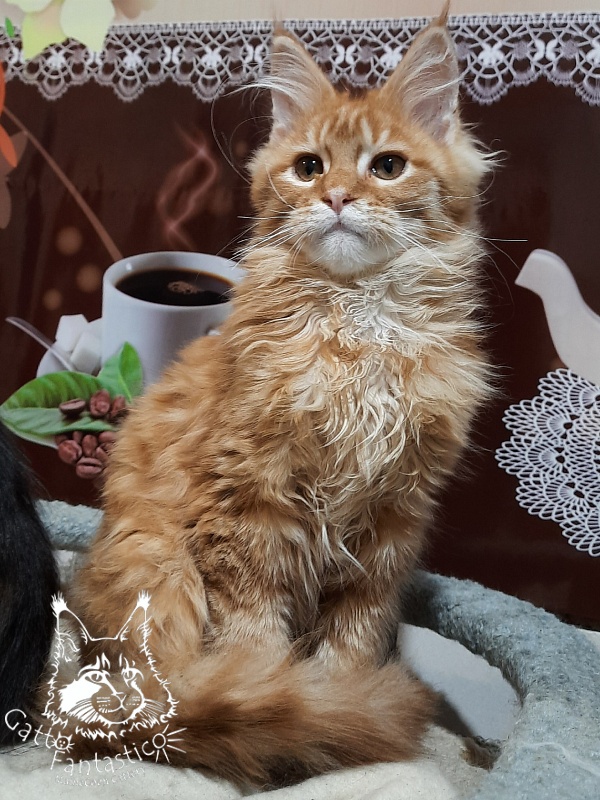 Gatto Fantastico Barwinok - Кошеня мейн-кун 4 місяця 2,5 тижні