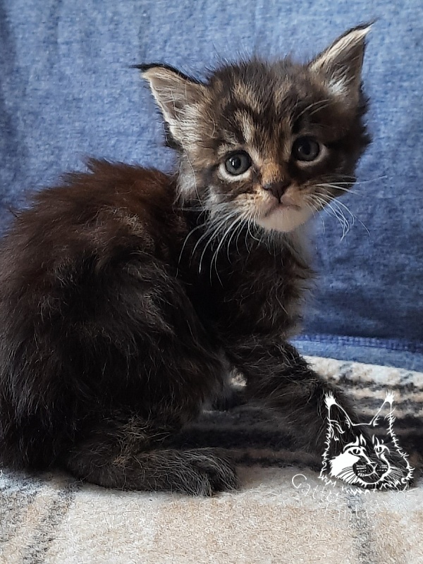 Gatto Fantastico Burewij - Кошеня мейн-кун 3,5 тижні