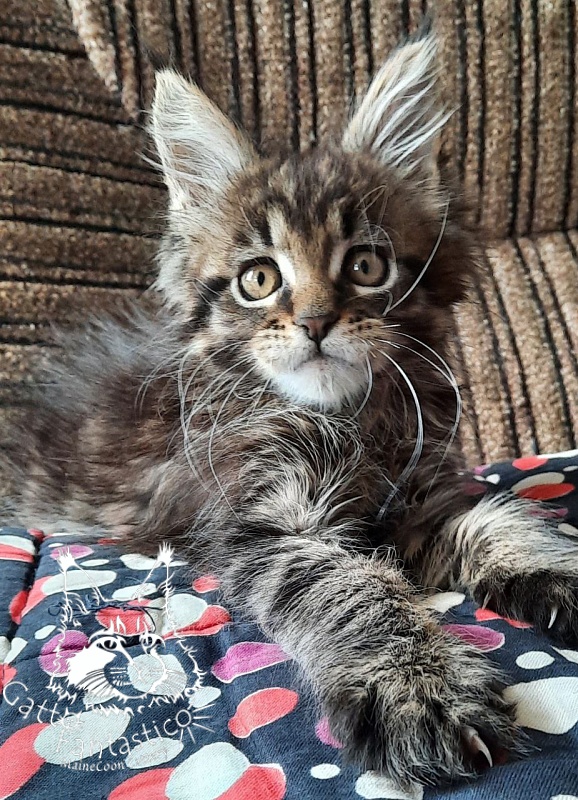 Gatto Fantastico Burewij - Кошеня мейн-кун 2 місяця