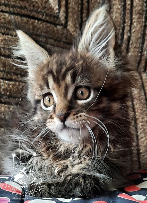Gatto Fantastico Burewij - Кошеня мейн-кун 2 місяця