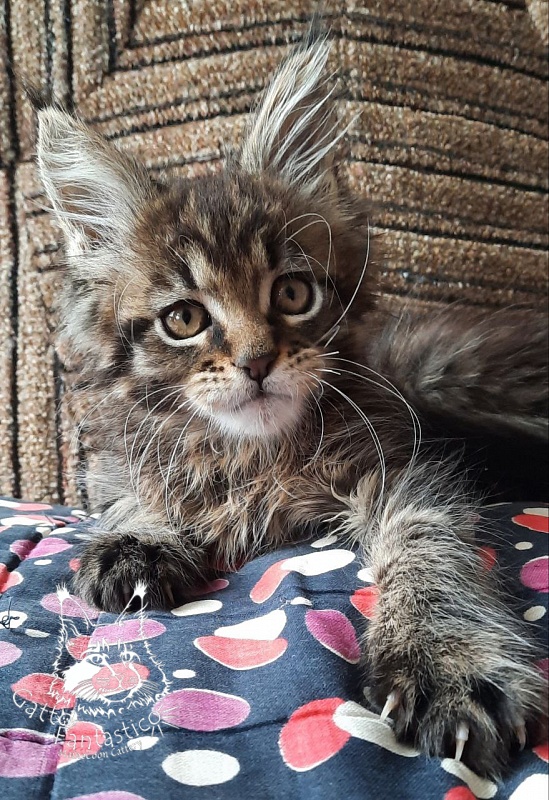 Gatto Fantastico Burewij - Кошеня мейн-кун 2 місяця