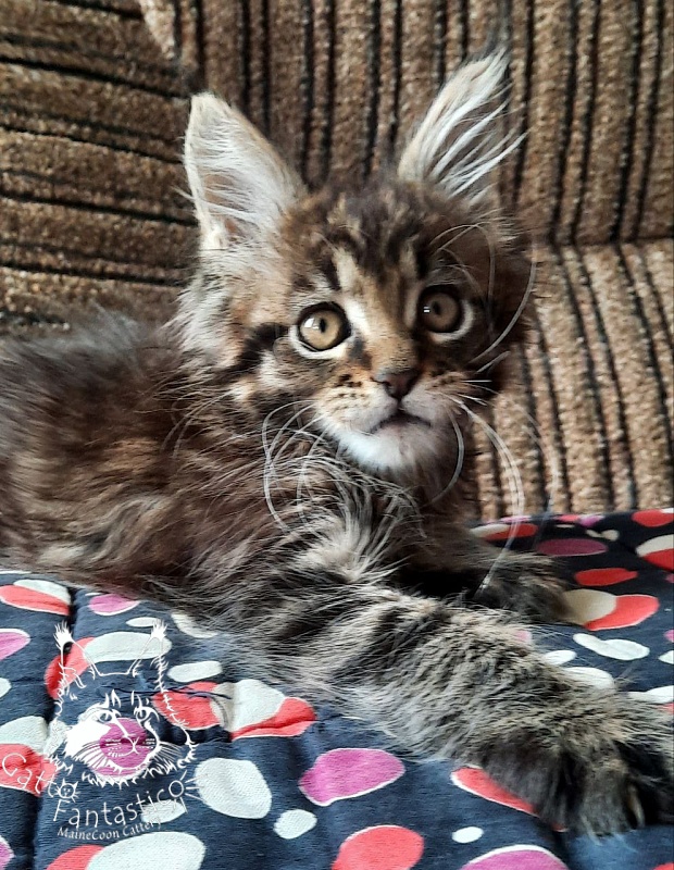 Gatto Fantastico Burewij - Кошеня мейн-кун 2 місяця