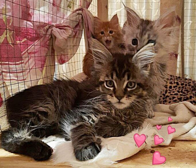 Gatto Fantastico Burewij - Кошеня мейн-кун 2 місяця
