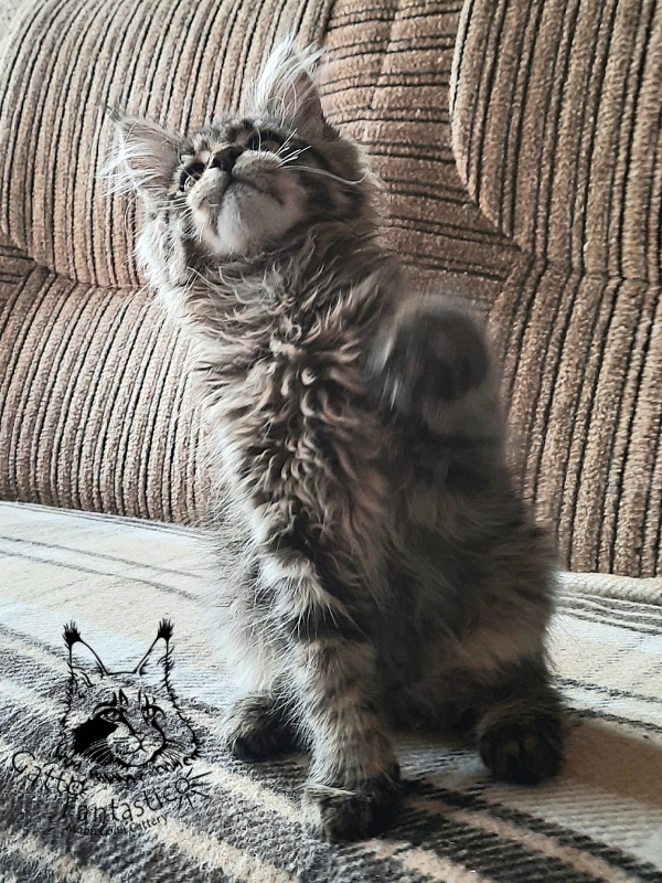 Gatto Fantastico Burewij - Кошеня мейн-кун 2 місяця 3 тижні