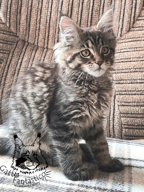 Gatto Fantastico Burewij - Кошеня мейн-кун 2 місяця 3 тижні