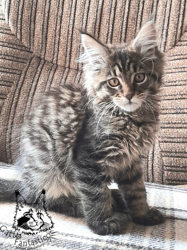 Gatto Fantastico Burewij - Кошеня мейн-кун 2 місяця 3 тижні