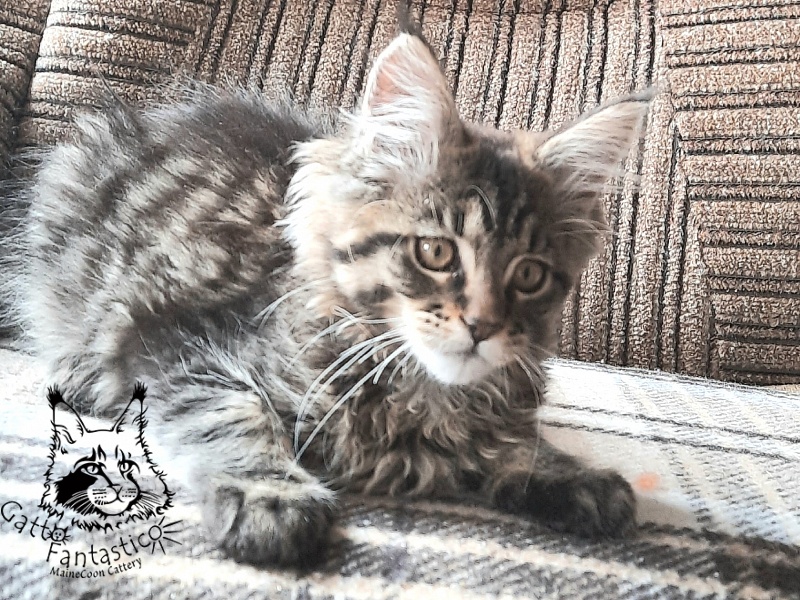 Gatto Fantastico Burewij - Кошеня мейн-кун 2 місяця 3 тижні