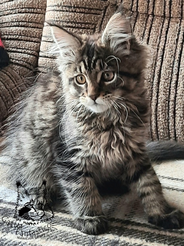 Gatto Fantastico Burewij - Кошеня мейн-кун 2 місяця 3 тижні