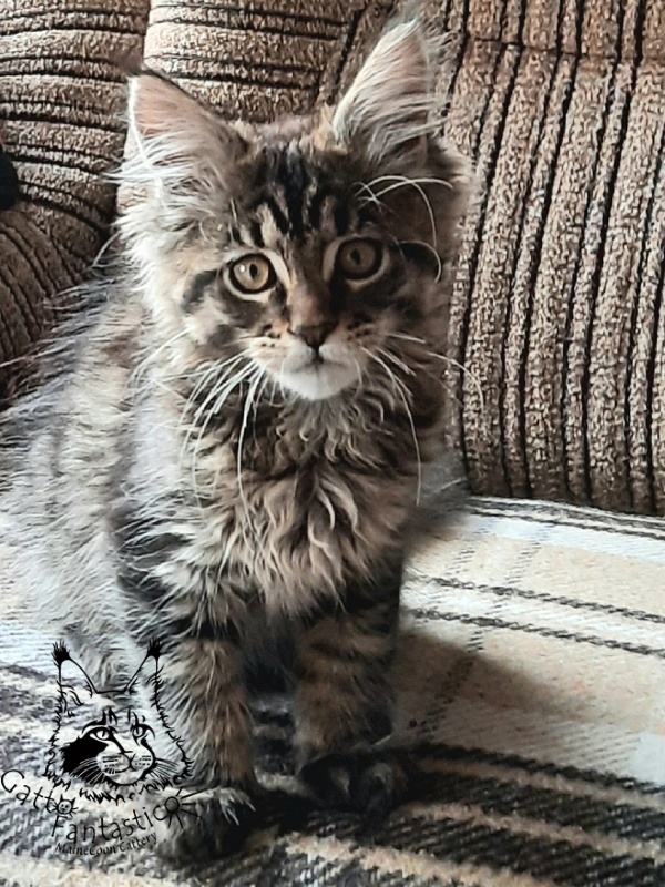 Gatto Fantastico Burewij - Кошеня мейн-кун 2 місяця 3 тижні