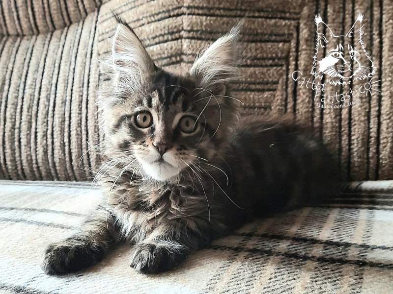 Gatto Fantastico Burewij - Кошеня мейн-кун 2 місяця 3 тижні
